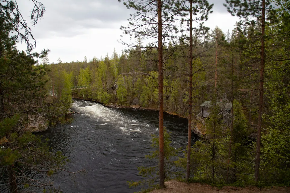 Rapides d’une rivière entre les pins, en été.