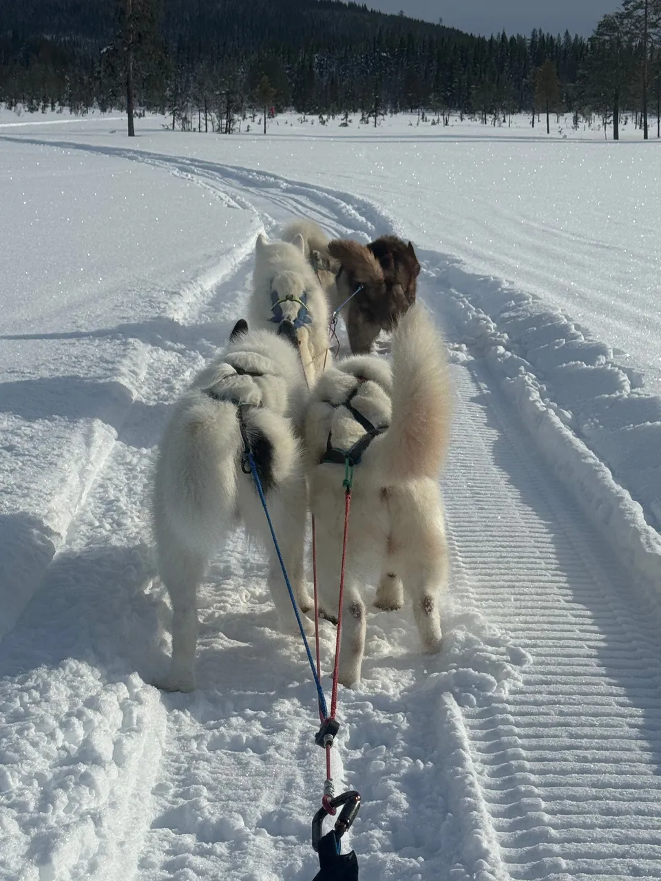 Vue depuis le traîneau, deux chiens attelés sur une piste damée dans la neige.