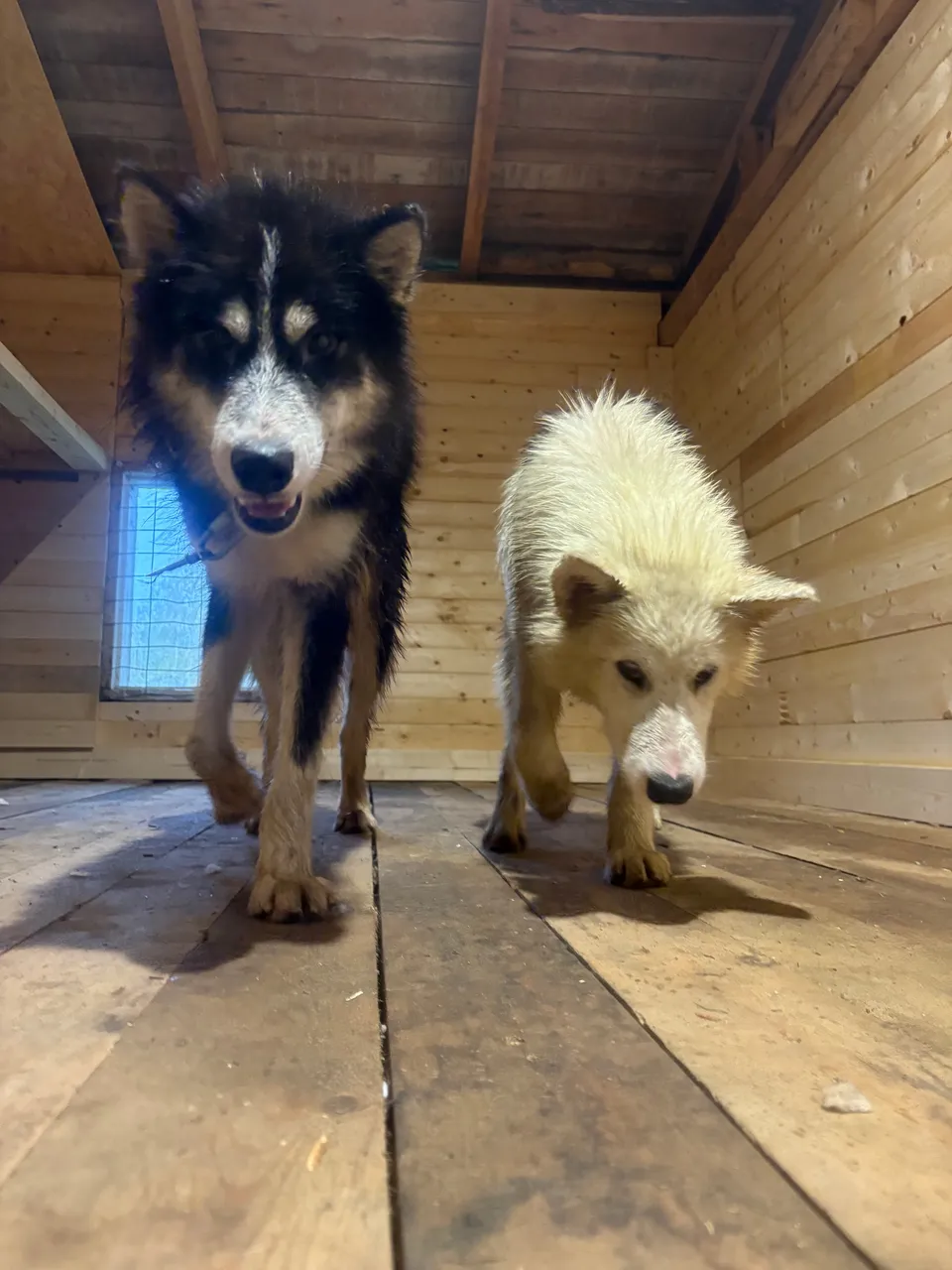 Deux chiens de la meute avancent vers l’objectif dans une cabane en bois.