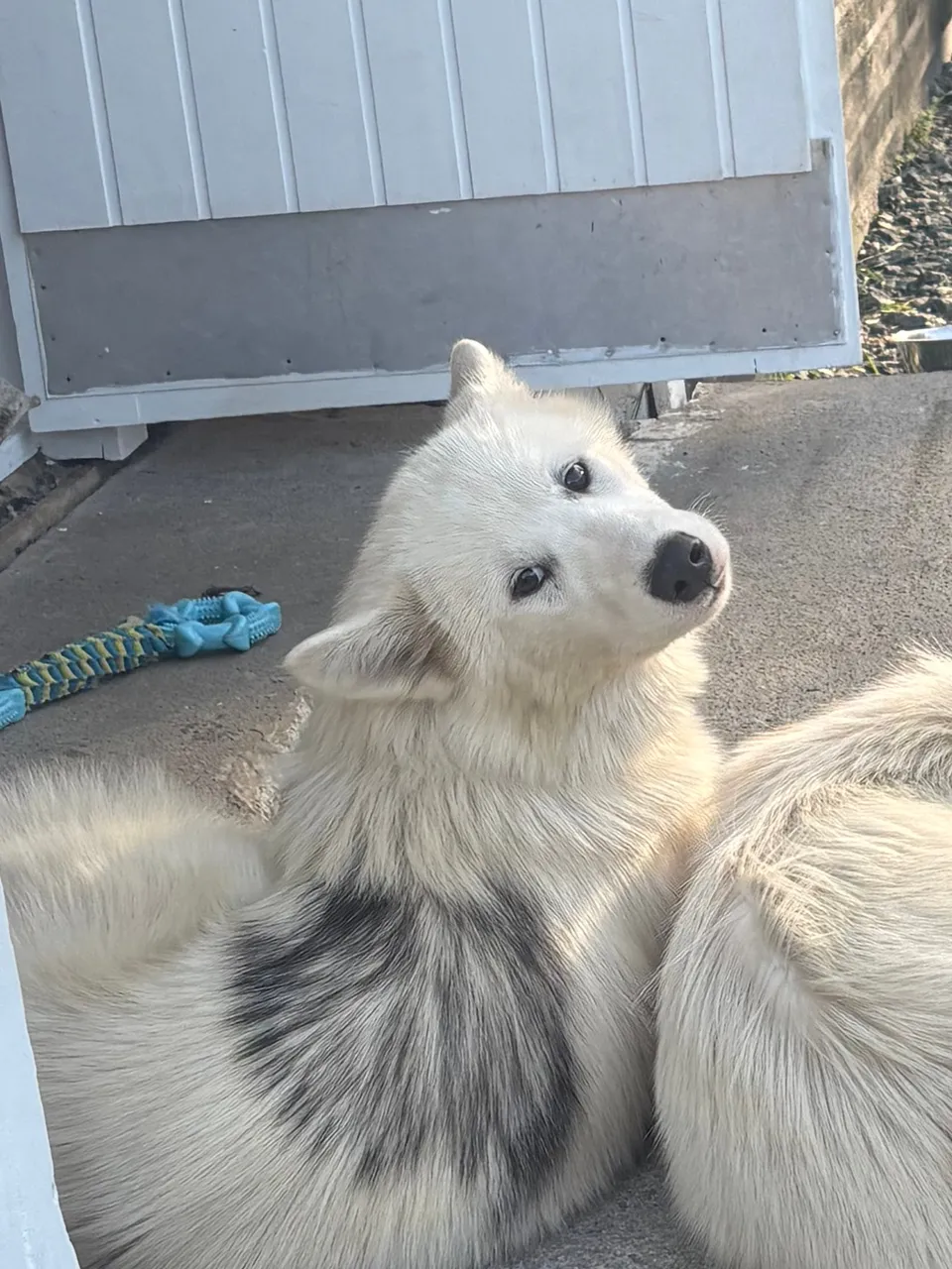 Nuna, jeune chien blanc, tête levée vers l’objectif.